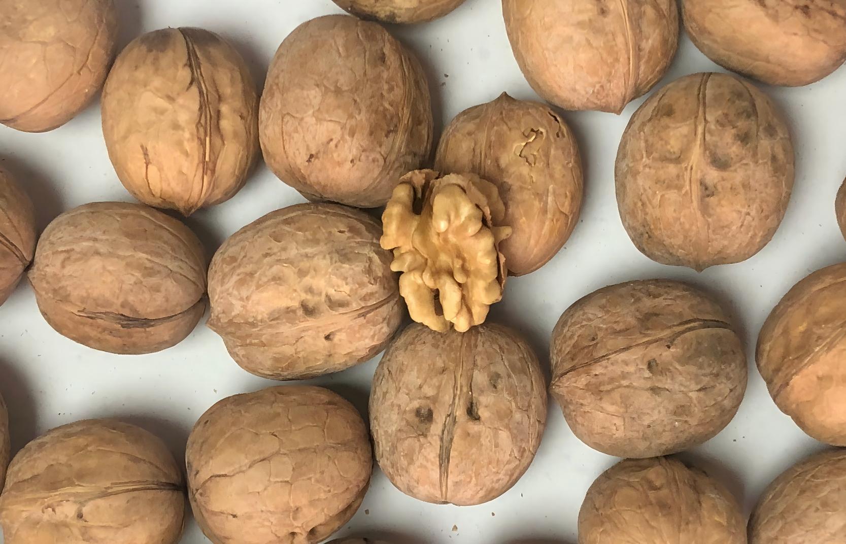 Walnuts in Shell 4